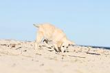 GOLDEN RETRIEVER 469